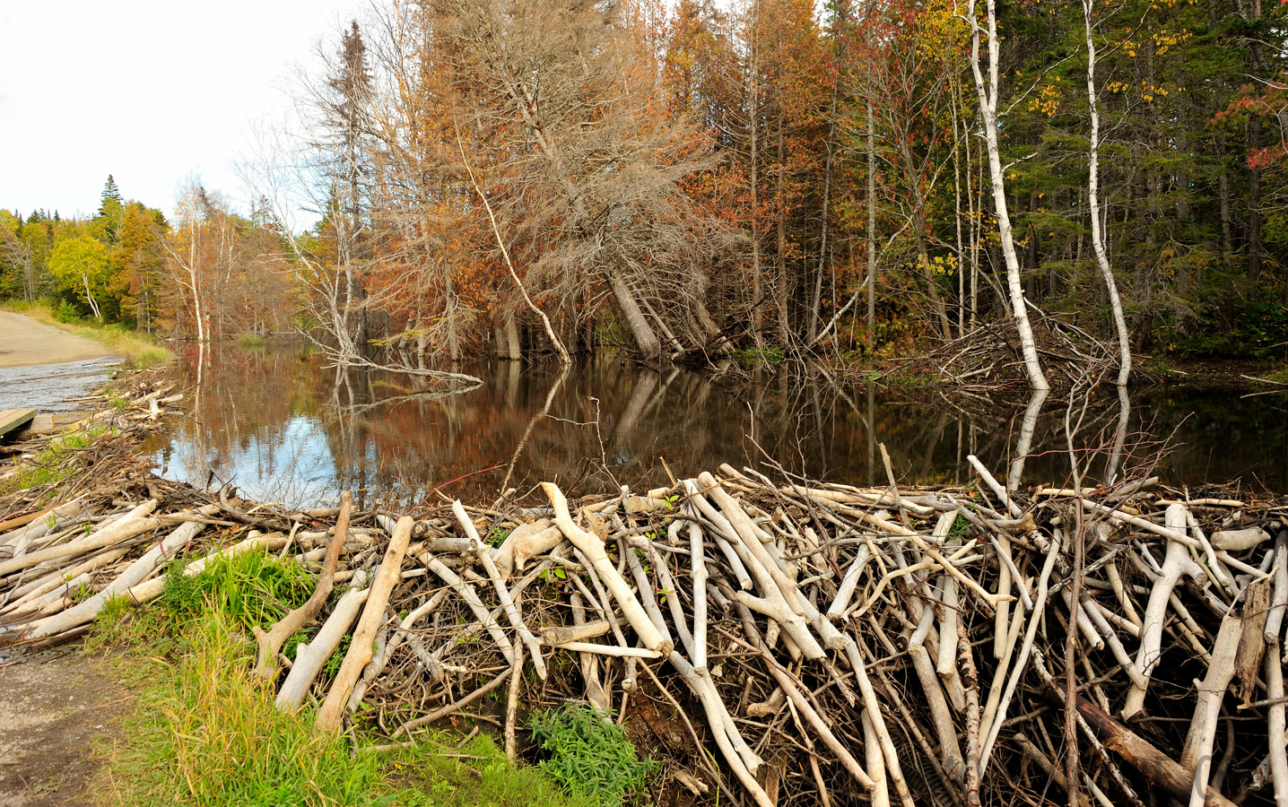 Beavers at work [28 mm, 1/60 sec at f / 10, ISO 400]